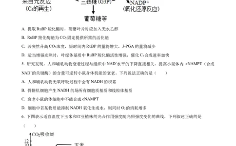精品解析：2024届山东省名校高三模拟预测生物试题（原卷版）_2024届山东省高中名校高三上学期12月统一调研考试_山东省高中名校2024届高三上学期12月统一调研考试生物