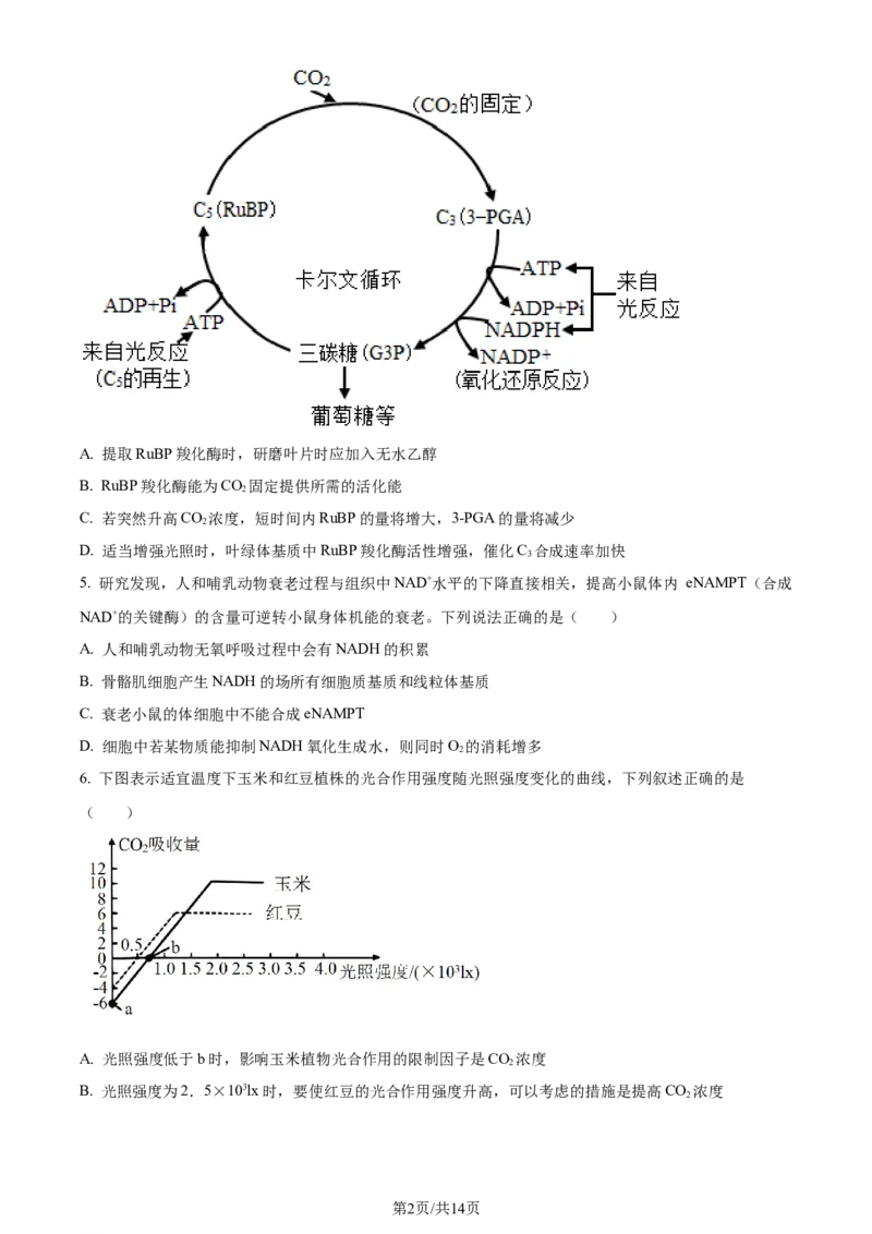 精品解析：2024届山东省名校高三模拟预测生物试题（原卷版）_2024届山东省高中名校高三上学期12月统一调研考试_山东省高中名校2024届高三上学期12月统一调研考试生物