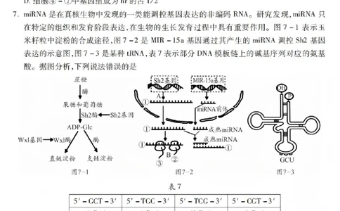生物试卷_2025年12月_251231四川省乐山市高中2026届高三上学期第一次调查研究考试（全科）_四川省乐山市高中2026届高三上学期第一次调查研究考试生物试题（含答案）