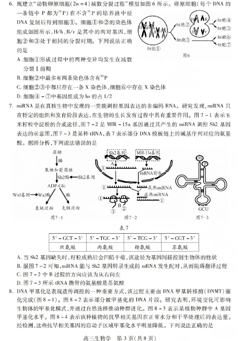 生物试卷_2025年12月_251231四川省乐山市高中2026届高三上学期第一次调查研究考试（全科）_四川省乐山市高中2026届高三上学期第一次调查研究考试生物试题（含答案）