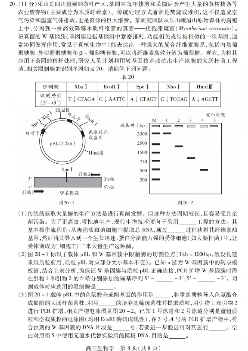 生物试卷_2025年12月_251231四川省乐山市高中2026届高三上学期第一次调查研究考试（全科）_四川省乐山市高中2026届高三上学期第一次调查研究考试生物试题（含答案）
