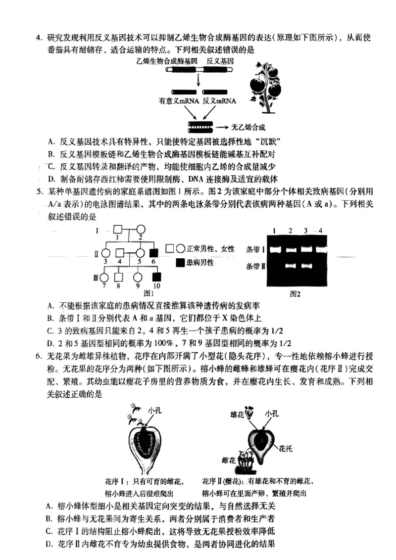 小渔生物试题(1)_2024届琢名小渔河北省高三年级质量监测考试_琢名小渔河北省2024届高三年级质量监测考试生物