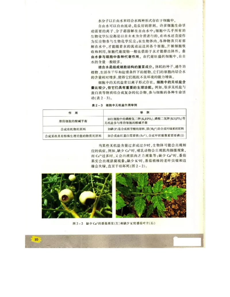 苏教版高中生物必修1《分子与细胞》电子课本_4-教培资料-26年最新资料-同步更新_初中高中教资_03科三专项（进去保存报考的学科即可）_112025高中科目（全）电子教材