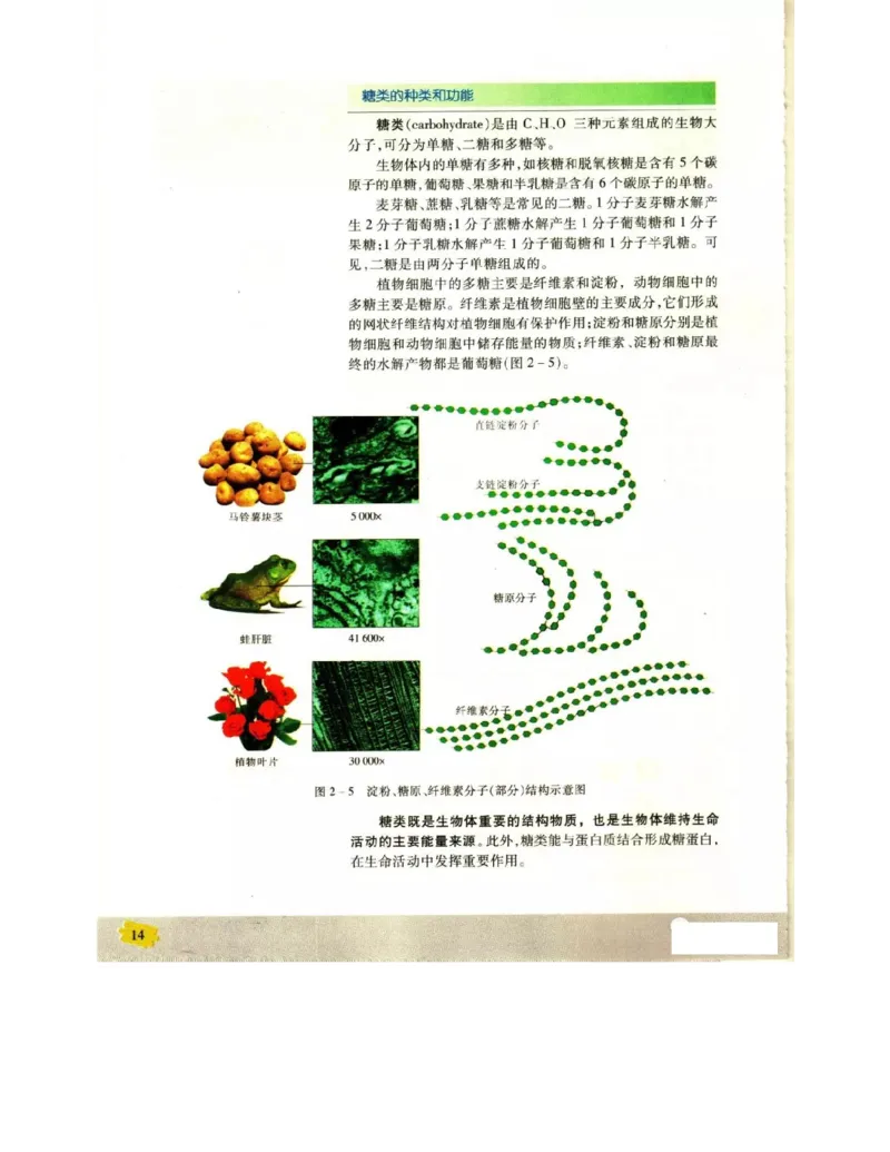 苏教版高中生物必修1《分子与细胞》电子课本_4-教培资料-26年最新资料-同步更新_初中高中教资_03科三专项（进去保存报考的学科即可）_112025高中科目（全）电子教材