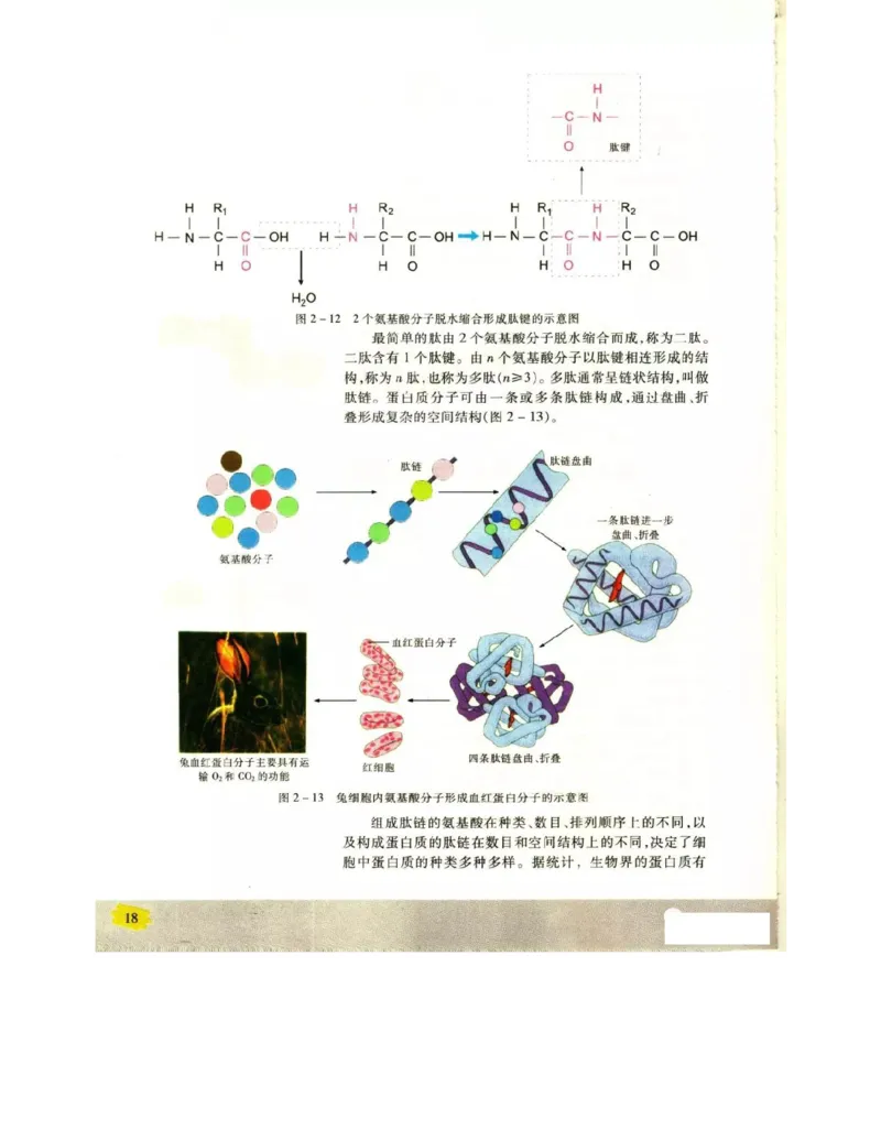 苏教版高中生物必修1《分子与细胞》电子课本_4-教培资料-26年最新资料-同步更新_初中高中教资_03科三专项（进去保存报考的学科即可）_112025高中科目（全）电子教材