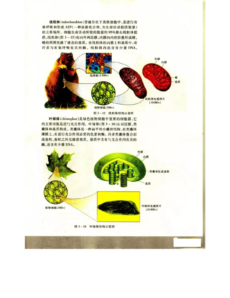 苏教版高中生物必修1《分子与细胞》电子课本_4-教培资料-26年最新资料-同步更新_初中高中教资_03科三专项（进去保存报考的学科即可）_112025高中科目（全）电子教材