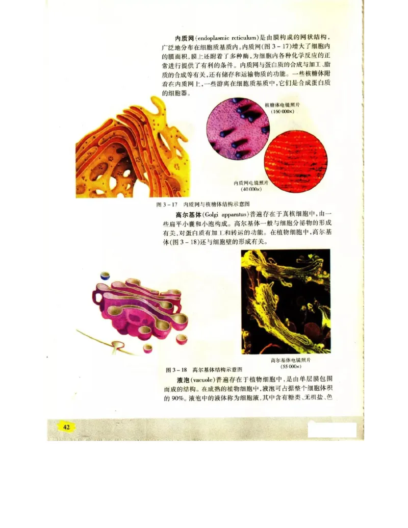 苏教版高中生物必修1《分子与细胞》电子课本_4-教培资料-26年最新资料-同步更新_初中高中教资_03科三专项（进去保存报考的学科即可）_112025高中科目（全）电子教材
