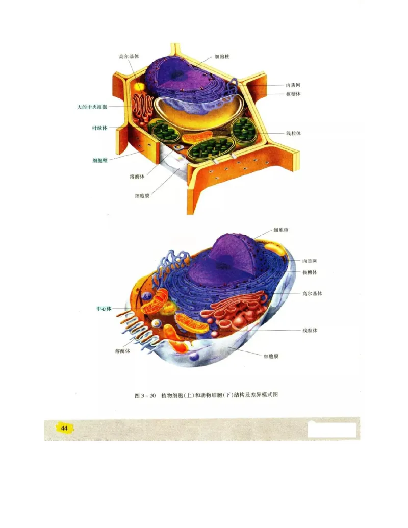 苏教版高中生物必修1《分子与细胞》电子课本_4-教培资料-26年最新资料-同步更新_初中高中教资_03科三专项（进去保存报考的学科即可）_112025高中科目（全）电子教材
