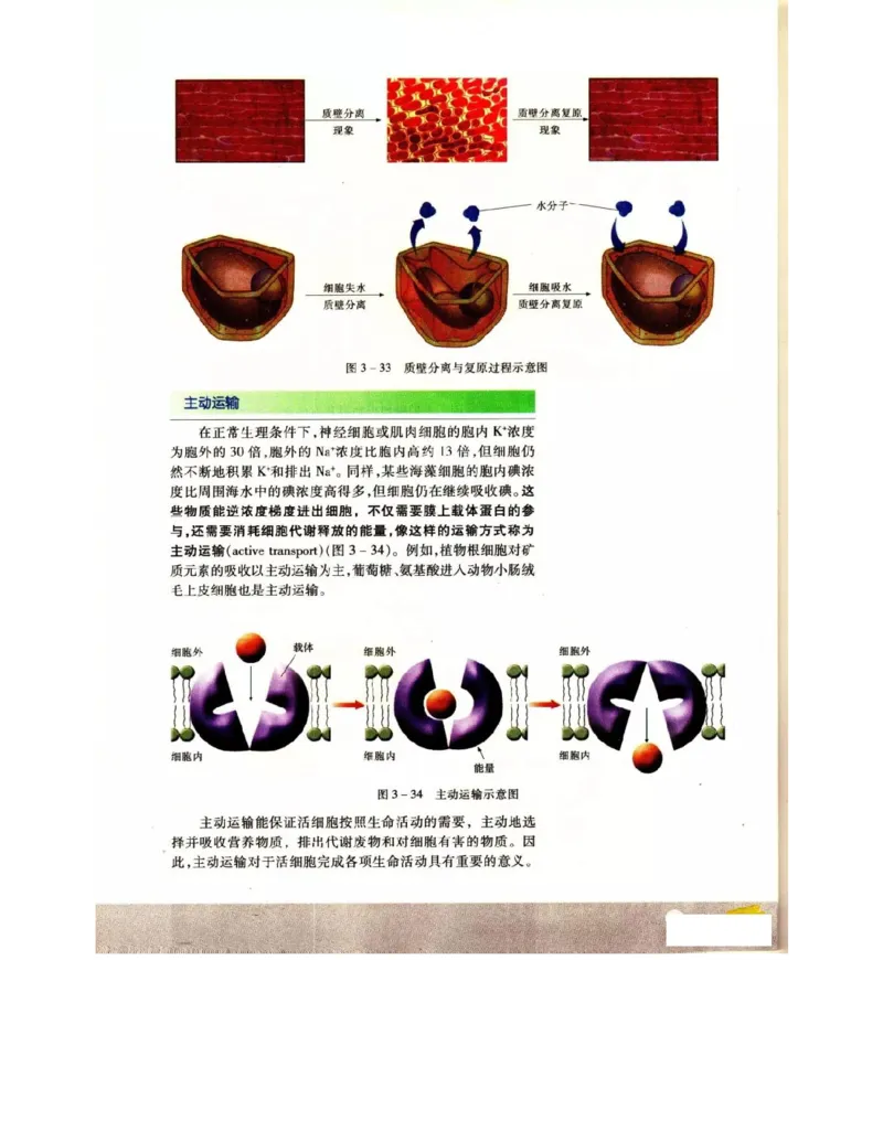 苏教版高中生物必修1《分子与细胞》电子课本_4-教培资料-26年最新资料-同步更新_初中高中教资_03科三专项（进去保存报考的学科即可）_112025高中科目（全）电子教材