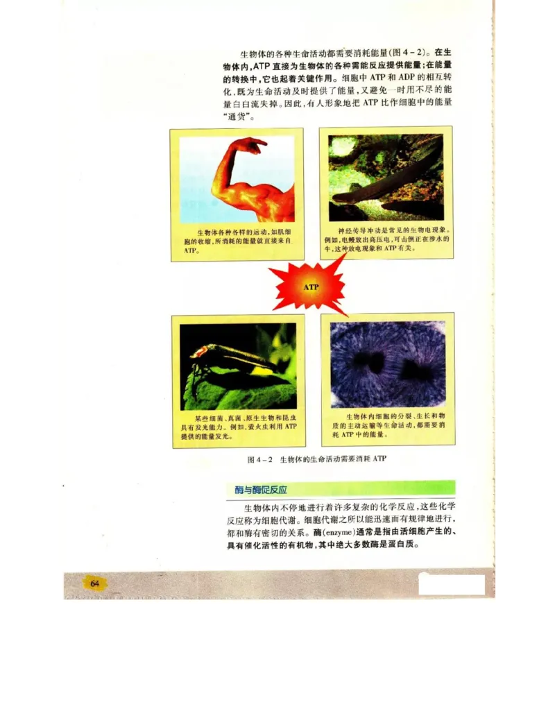 苏教版高中生物必修1《分子与细胞》电子课本_4-教培资料-26年最新资料-同步更新_初中高中教资_03科三专项（进去保存报考的学科即可）_112025高中科目（全）电子教材