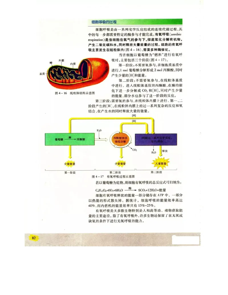 苏教版高中生物必修1《分子与细胞》电子课本_4-教培资料-26年最新资料-同步更新_初中高中教资_03科三专项（进去保存报考的学科即可）_112025高中科目（全）电子教材