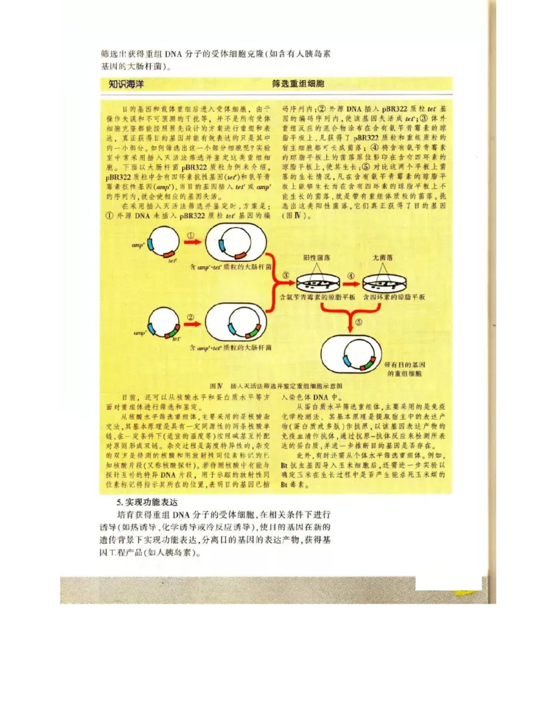 苏教版高中生物选修3《现代生物科技专题》电子课本_4-教培资料-26年最新资料-同步更新_初中高中教资_03科三专项（进去保存报考的学科即可）_112025高中科目（全）电子教材
