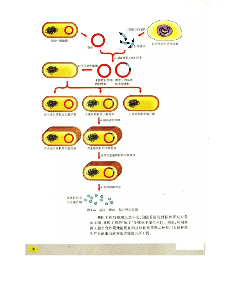 苏教版高中生物选修3《现代生物科技专题》电子课本_4-教培资料-26年最新资料-同步更新_初中高中教资_03科三专项（进去保存报考的学科即可）_112025高中科目（全）电子教材