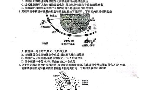 江苏省盐城市、南京市2023一2024学年高三上学期期末调研测试生物试题_2024届江苏省南京市、盐城市高三上学期第一次模拟考试_2024届江苏省南京市、盐城市高三上学期第一次模拟考试生物