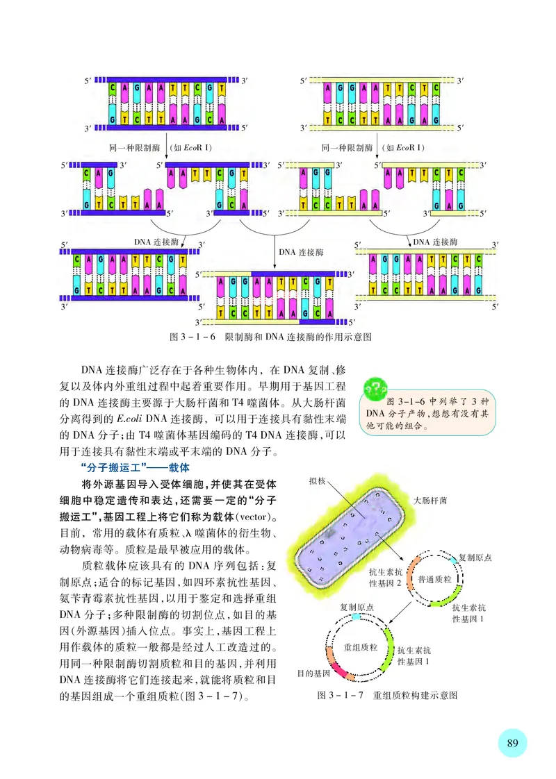 苏教版生物选修3高清教材_4-教培资料-26年最新资料-同步更新_初中高中教资_03科三专项（进去保存报考的学科即可）_02科三专项（笔记真题思维导图教学设计版本二）