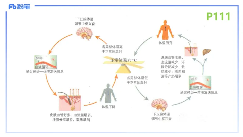 理论精讲15-动物学5-拾光_4-教培资料-26年最新资料-同步更新_初中高中教资_03科三专项（进去保存报考的学科即可）_01科目三FB网课、三色速记手册、知识点导图等推荐_初中