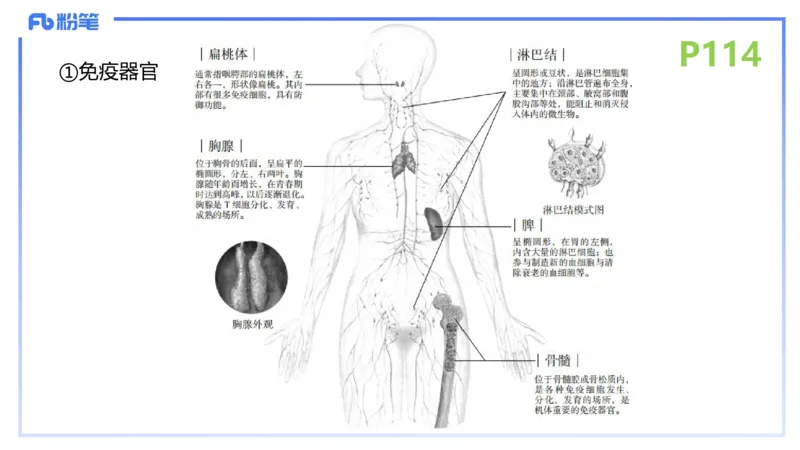 理论精讲15-动物学5-拾光_4-教培资料-26年最新资料-同步更新_初中高中教资_03科三专项（进去保存报考的学科即可）_01科目三FB网课、三色速记手册、知识点导图等推荐_初中