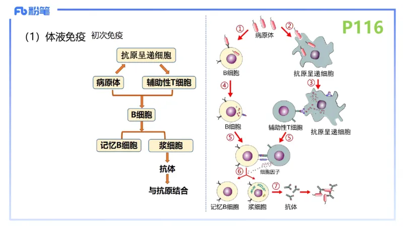 理论精讲15-动物学5-拾光_4-教培资料-26年最新资料-同步更新_初中高中教资_03科三专项（进去保存报考的学科即可）_01科目三FB网课、三色速记手册、知识点导图等推荐_初中