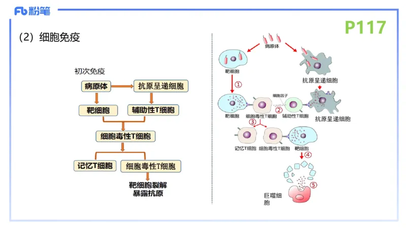 理论精讲15-动物学5-拾光_4-教培资料-26年最新资料-同步更新_初中高中教资_03科三专项（进去保存报考的学科即可）_01科目三FB网课、三色速记手册、知识点导图等推荐_初中