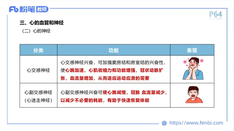 理论精讲运动解剖学5(1)_4-教培资料-26年最新资料-同步更新_科一科二电子资料合集中小幼（笔记真题知识点汇总等）文件多，按需保存_各机构笔记合集（中小幼）推荐_上课课件