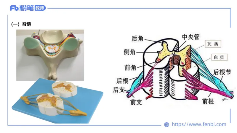 理论精讲运动解剖学5(1)_4-教培资料-26年最新资料-同步更新_科一科二电子资料合集中小幼（笔记真题知识点汇总等）文件多，按需保存_各机构笔记合集（中小幼）推荐_上课课件