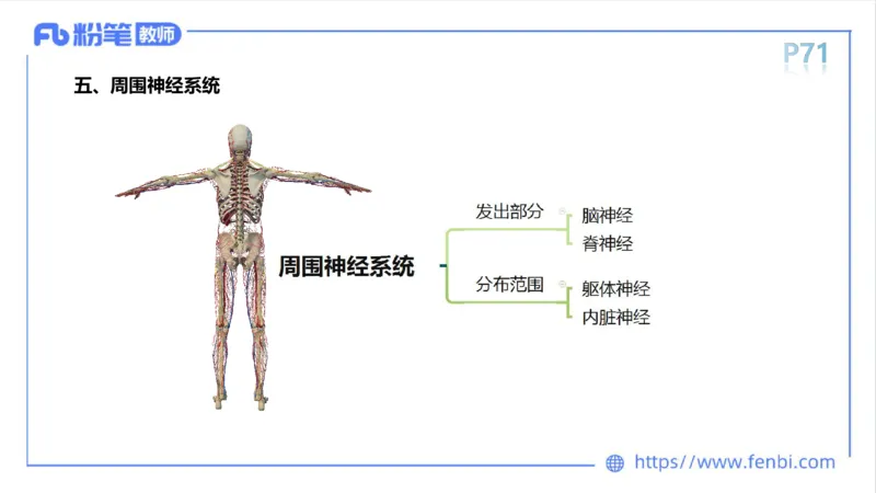 理论精讲运动解剖学5(1)_4-教培资料-26年最新资料-同步更新_科一科二电子资料合集中小幼（笔记真题知识点汇总等）文件多，按需保存_各机构笔记合集（中小幼）推荐_上课课件