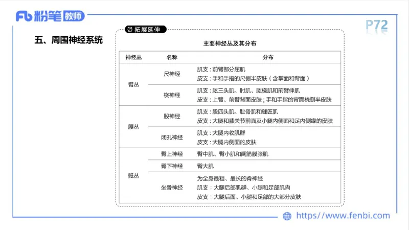 理论精讲运动解剖学5(1)_4-教培资料-26年最新资料-同步更新_科一科二电子资料合集中小幼（笔记真题知识点汇总等）文件多，按需保存_各机构笔记合集（中小幼）推荐_上课课件
