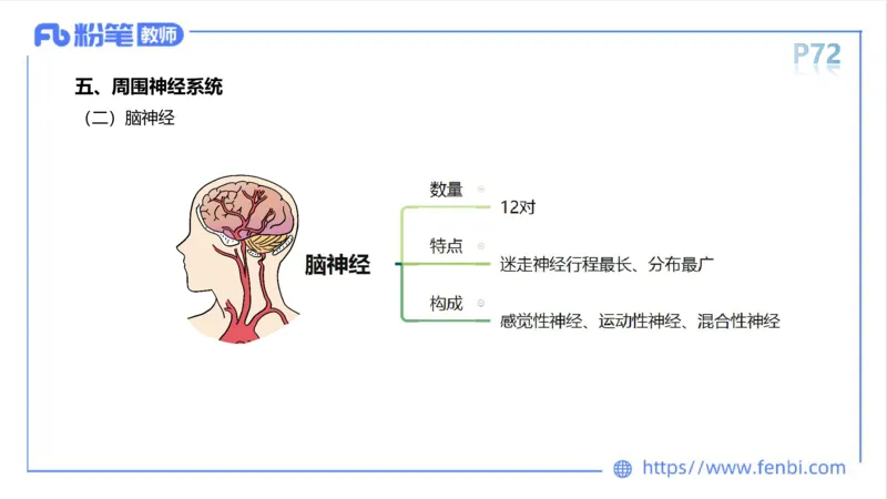 理论精讲运动解剖学5(1)_4-教培资料-26年最新资料-同步更新_科一科二电子资料合集中小幼（笔记真题知识点汇总等）文件多，按需保存_各机构笔记合集（中小幼）推荐_上课课件