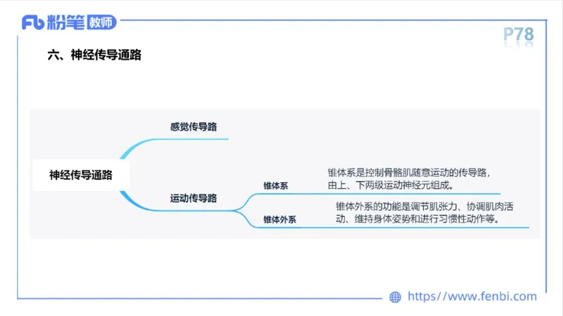 理论精讲运动解剖学5(1)_4-教培资料-26年最新资料-同步更新_科一科二电子资料合集中小幼（笔记真题知识点汇总等）文件多，按需保存_各机构笔记合集（中小幼）推荐_上课课件