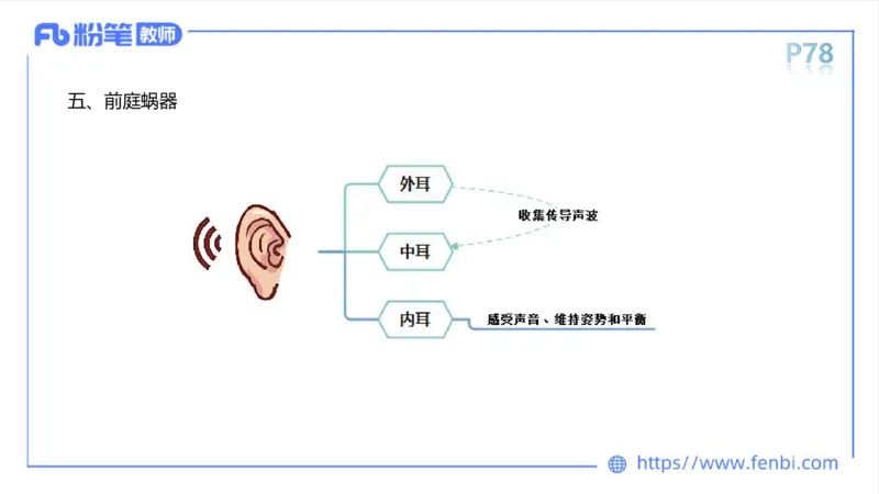 理论精讲运动解剖学5(1)_4-教培资料-26年最新资料-同步更新_科一科二电子资料合集中小幼（笔记真题知识点汇总等）文件多，按需保存_各机构笔记合集（中小幼）推荐_上课课件