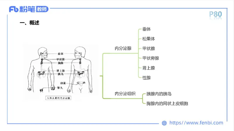 理论精讲运动解剖学5(1)_4-教培资料-26年最新资料-同步更新_科一科二电子资料合集中小幼（笔记真题知识点汇总等）文件多，按需保存_各机构笔记合集（中小幼）推荐_上课课件