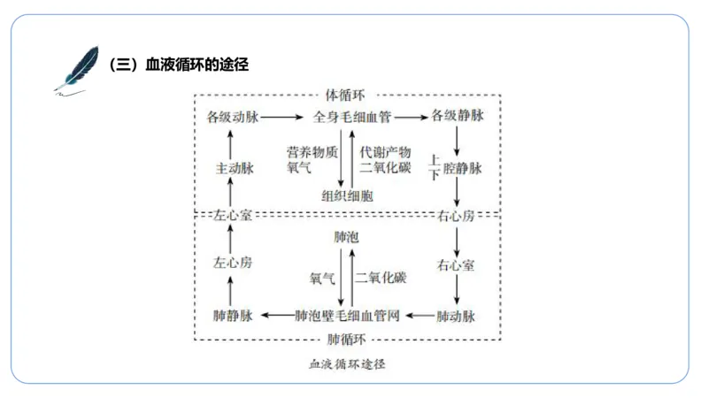 理论精讲运动解剖学5(1)_4-教培资料-26年最新资料-同步更新_科一科二电子资料合集中小幼（笔记真题知识点汇总等）文件多，按需保存_各机构笔记合集（中小幼）推荐_上课课件