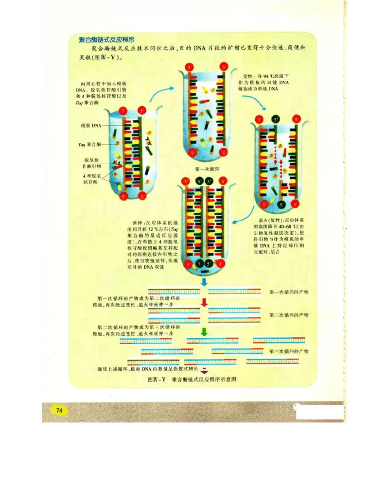 苏教版高中生物选修1《生物技术实践》电子课本_4-教培资料-26年最新资料-同步更新_初中高中教资_03科三专项（进去保存报考的学科即可）_112025高中科目（全）电子教材