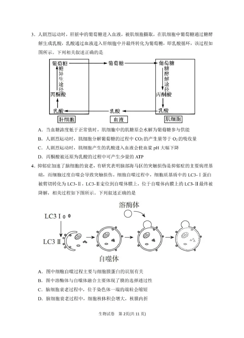 2025届宁夏银川市第一中学高三下学期第一次模拟生物试卷_2025年3月_2503102025届宁夏银川市第一中学高三下学期第一次模拟（全科）