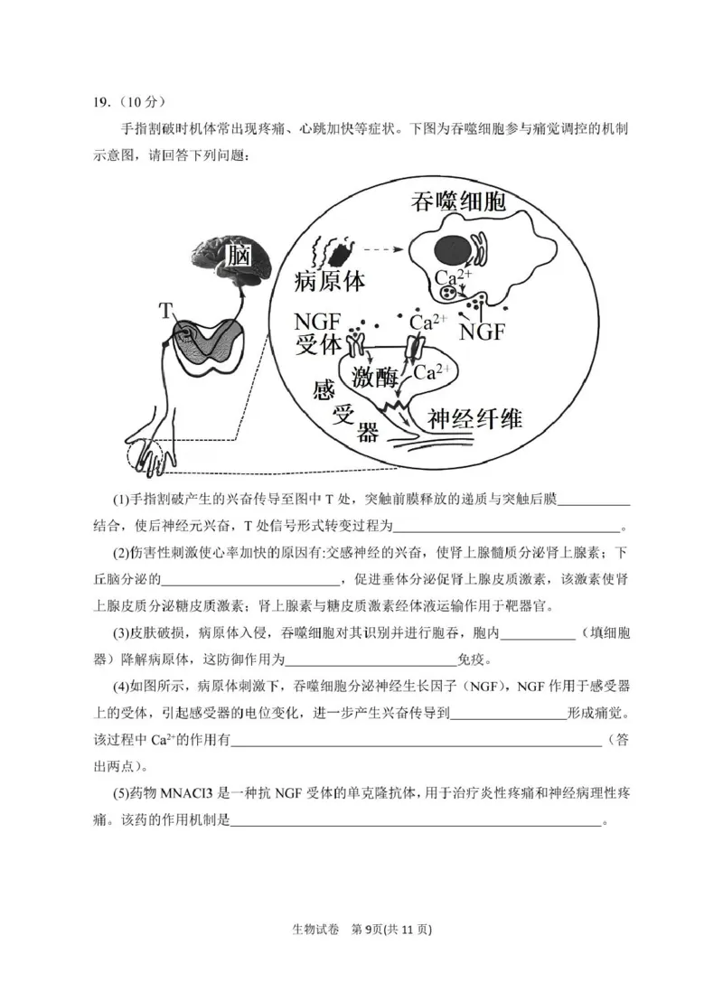 2025届宁夏银川市第一中学高三下学期第一次模拟生物试卷_2025年3月_2503102025届宁夏银川市第一中学高三下学期第一次模拟（全科）