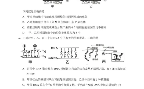 2025届宁夏银川市第一中学高三下学期第一次模拟生物试卷_2025年3月_2503102025届宁夏银川市第一中学高三下学期第一次模拟（全科）