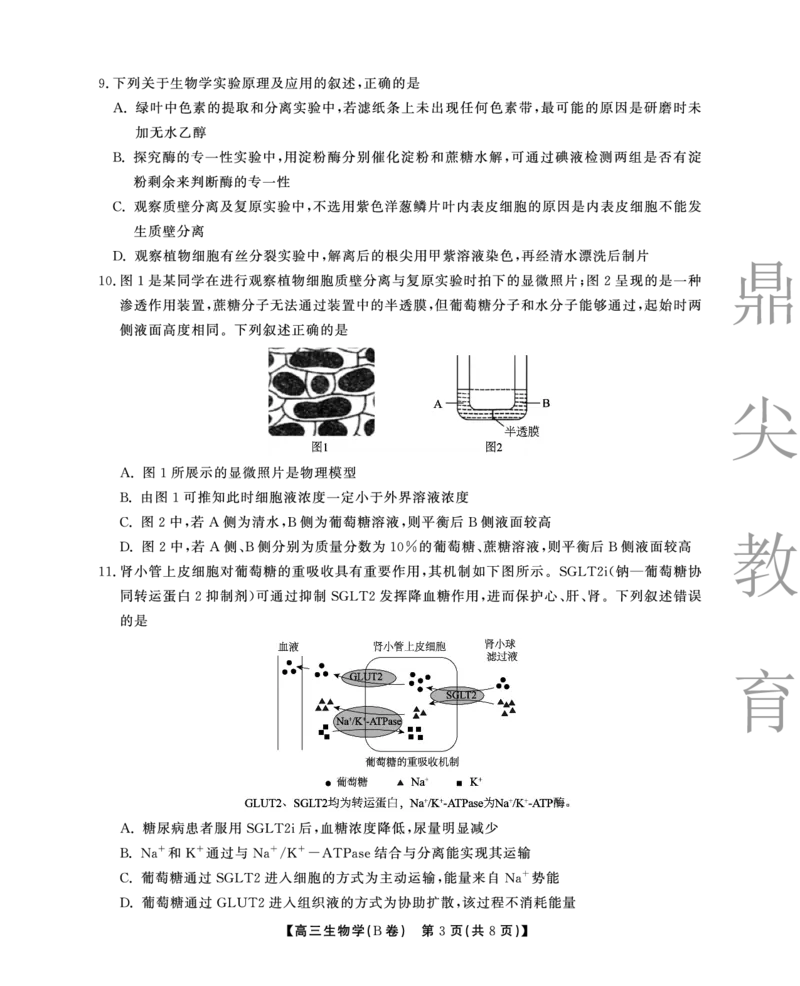 2025-2026学年鼎尖名校大联考生物(B)_2025年10月_251013安徽省鼎尖名校大联考2025-2026学年高三上学期10月月考（全科）