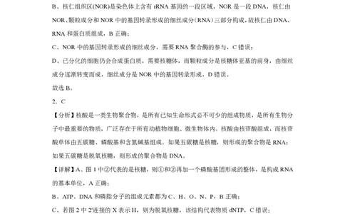 (8.3)-点睛押题卷&mdash;&mdash;北京卷答案与解析_2024高考押题卷_132024高途全系列_26高途点睛卷_2024点睛密卷-生物