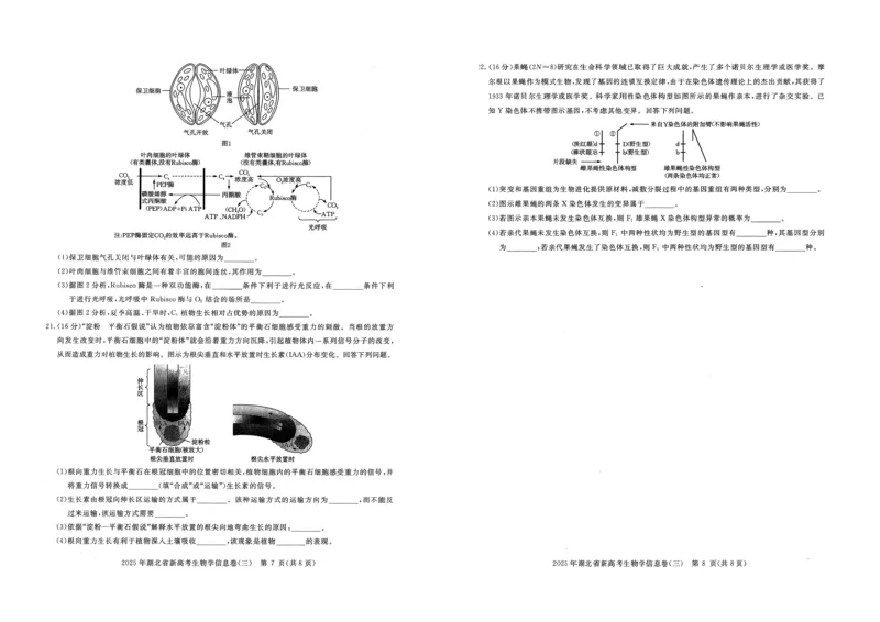2025年湖北省新高考信息卷（三）生物_2025年5月_2505162025年湖北省新高考信息卷（三）（全科）