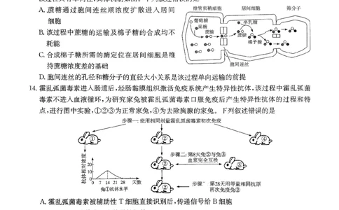 2025湖南20校一联-生物_2025年3月_2503012025届湖南省新高考教学教研联盟第一次联考_2025届湖南省新高考教学教研联盟第一次联考生物试卷（湖南省一联）（PDF版，含解析）