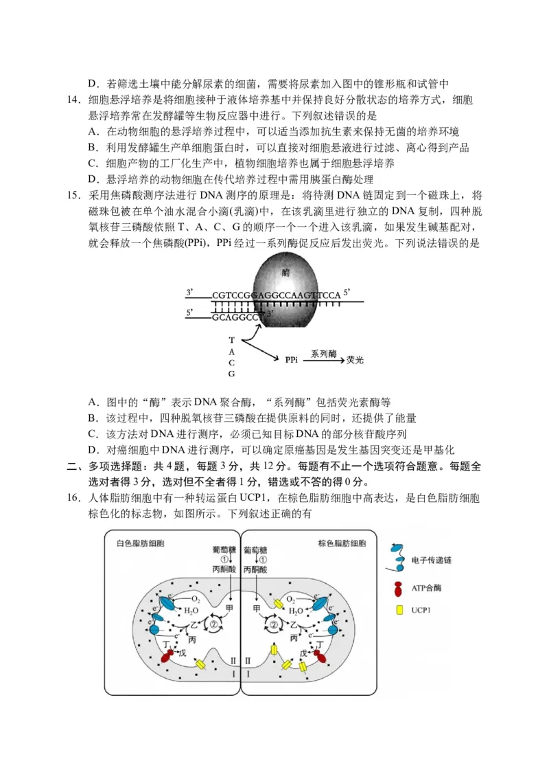 2025届江苏省盐城市高三考前指导卷生物试卷（有答案）_2025年5月_2505262025届江苏省盐城市高三考前指导卷（押题）（全科）
