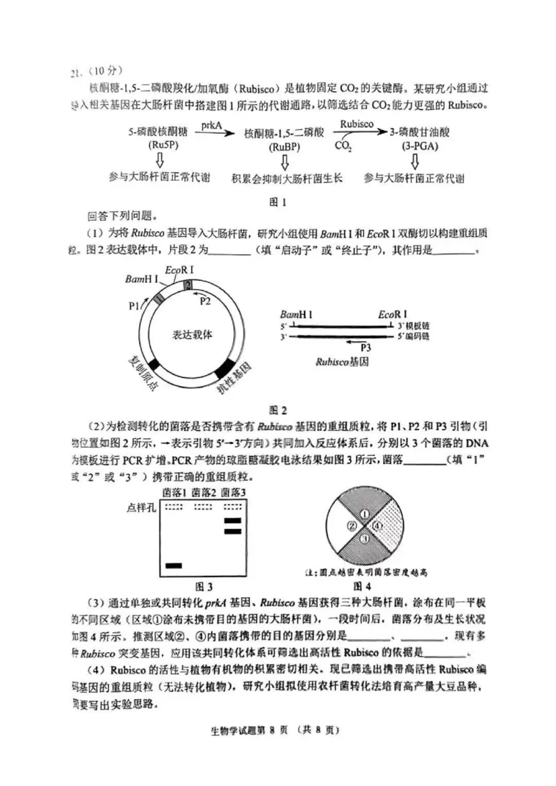 2025年1月河南省普通高等学校招生考试适应性测试（八省联考）生物试卷（河南）扫描版无答案_2025年1月_2501062025年高考综合改革适应性演练（八省联考）