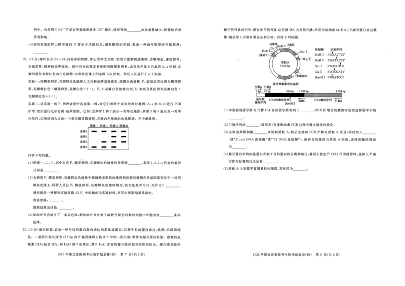 2025年湖北省新高考信息卷（四）生物_2025年5月_2505182025年湖北省新高考信息卷（四）（全科）