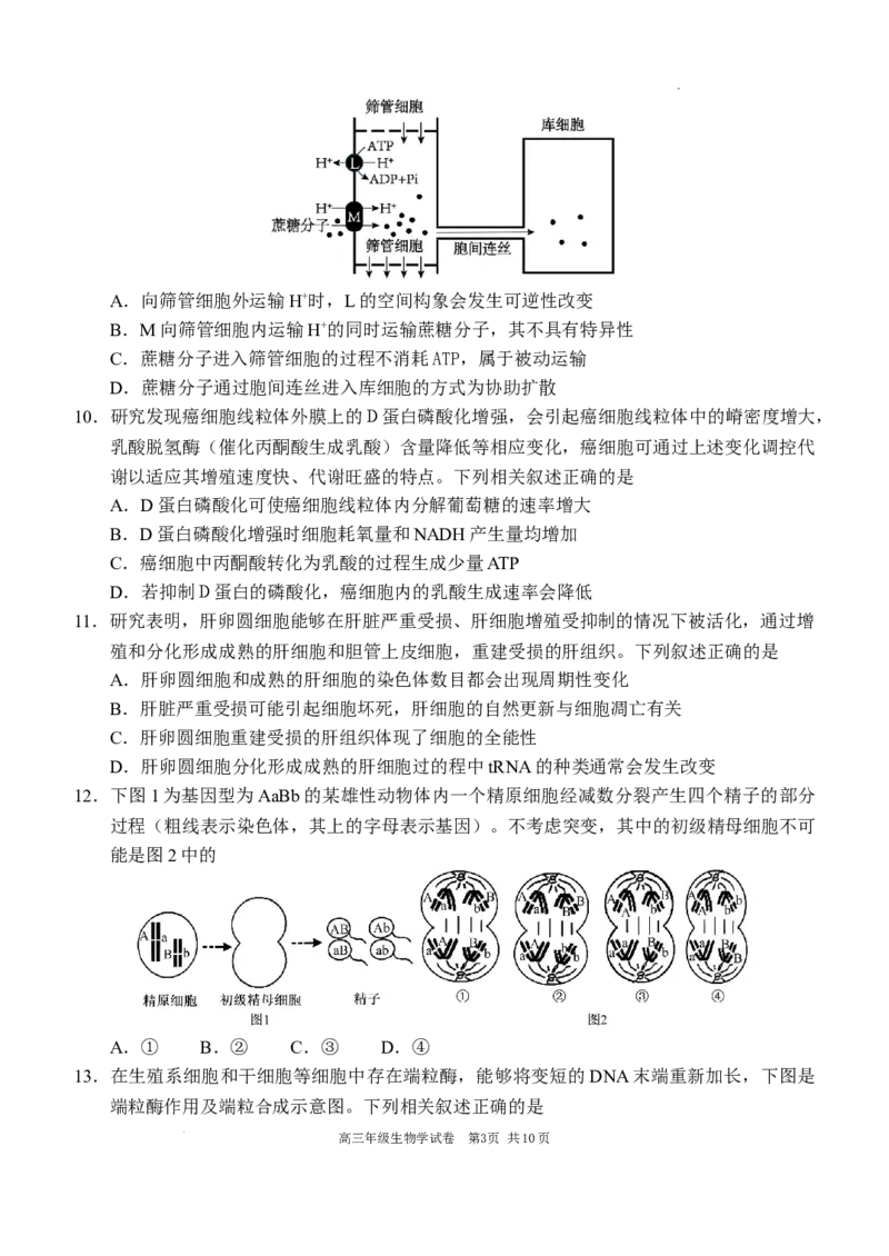 2025-2026学年度上学期高中学段高三联合考试生物学试题_2025年10月_12026年试卷教辅资源等多个文件_251024辽宁省沈阳市东北育才学校等校2026届高三上学期10月联合考试（全科）