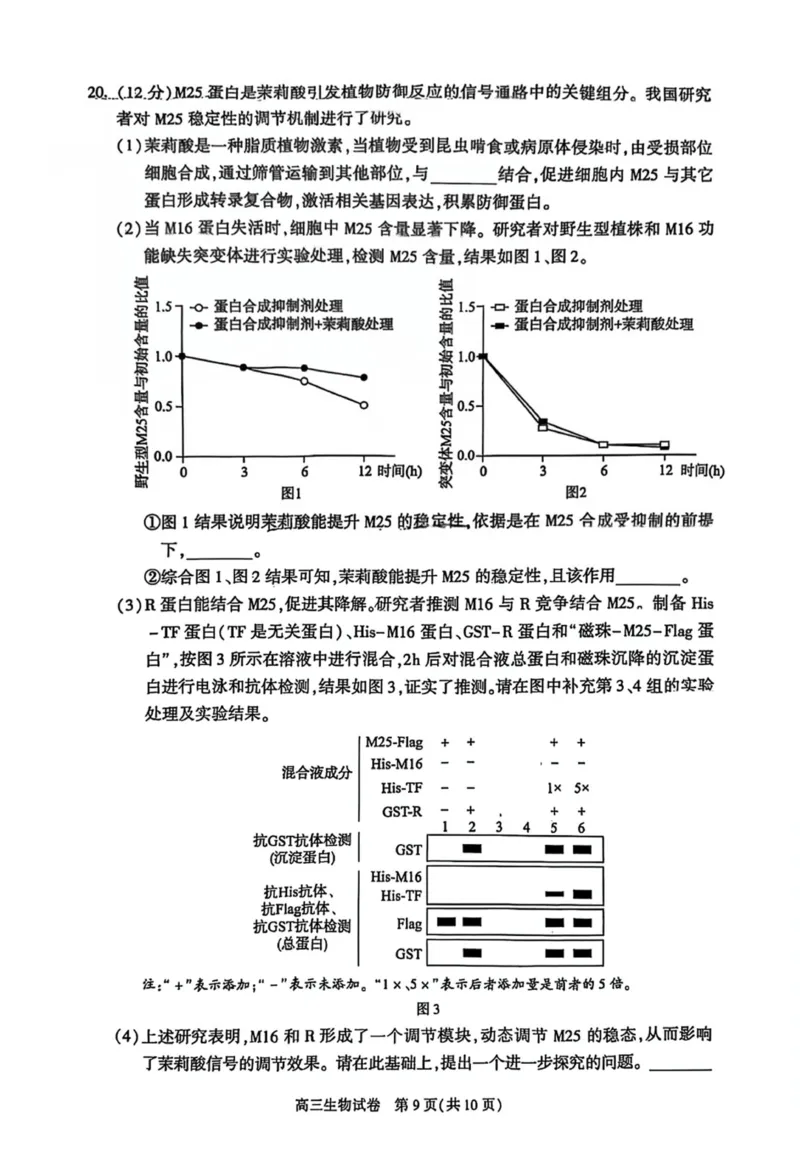 北京市朝阳区2025届高三年级第二学期3月质量检测一生物_2025年3月_250330北京市朝阳区2025届高三年级第二学期3月质量检测一（一模）（全科）