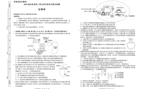 2025.4齐鲁名校大联考高三生物_2025年4月_250422山东省齐鲁名校大联考2025届高三第七次学业水平联合检测（全科）_齐鲁名校大联考2025届山东省高三第七次学业水平联合检测生物
