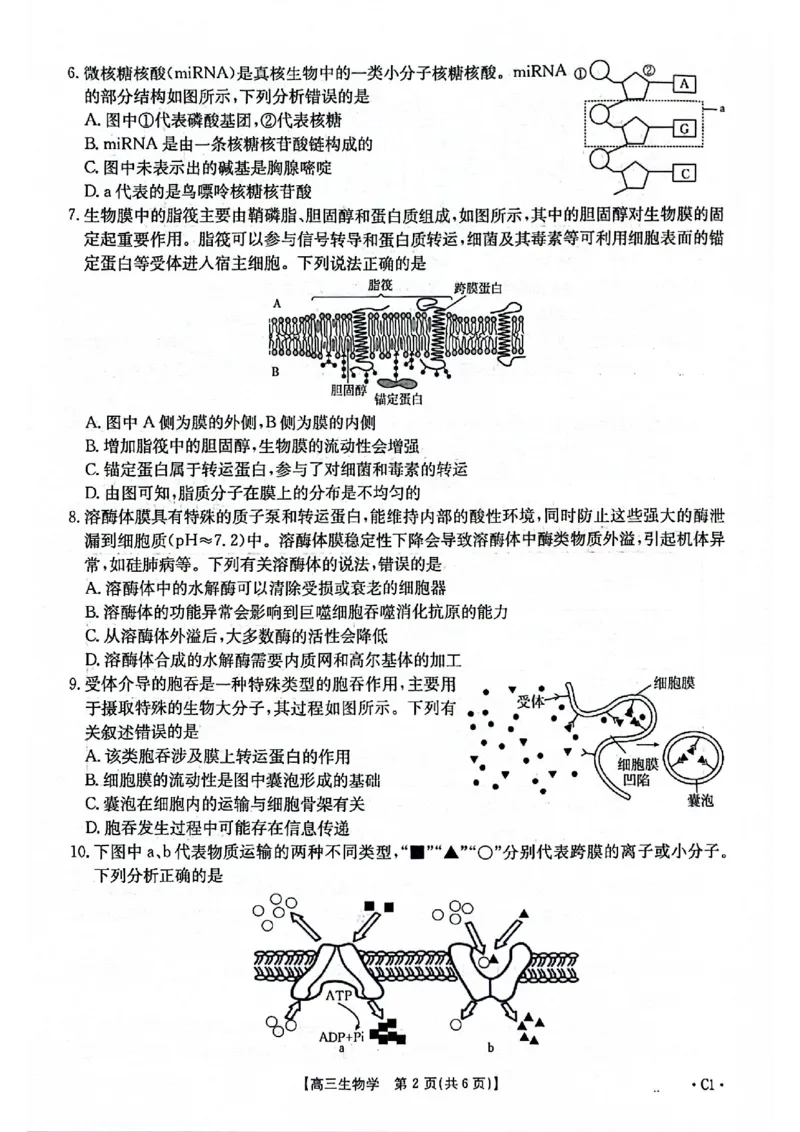 2025-2026年度上学期河南省高三年级第二次联考（26-37C）生物_2025年10月_251015河南省金太阳2025-2026年度上学期高三年级第二次联考（26-37C）（全科）