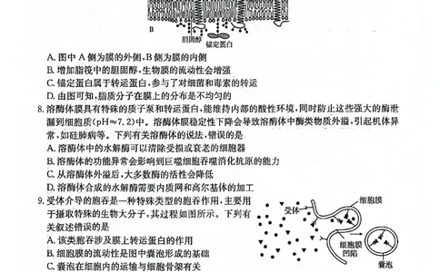 2025-2026年度上学期河南省高三年级第二次联考（26-37C）生物_2025年10月_251015河南省金太阳2025-2026年度上学期高三年级第二次联考（26-37C）（全科）