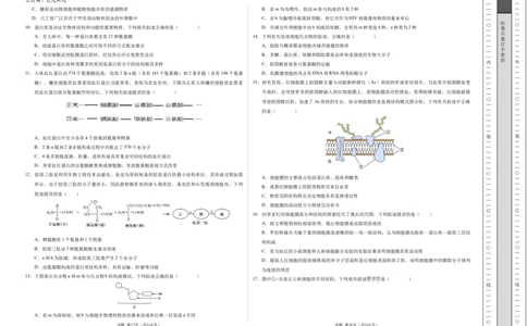 高一生物期中模拟卷测试范围：第1~4章（考试版A3）（新八省通用）_1多考区联考试卷_1014高一期中模拟卷（新八省专用）黄金卷：2024-2025学年高一上学期期中模拟考试