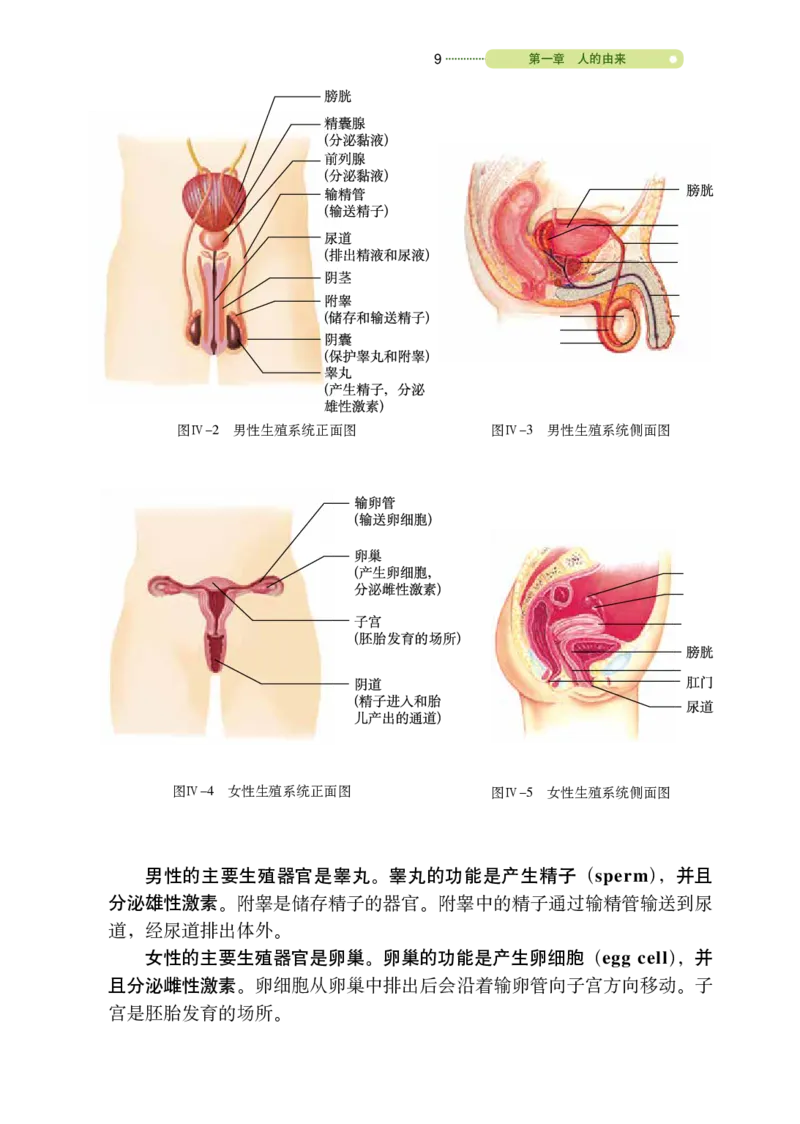 鲁教版7年级生物上册高清教材_4-教培资料-26年最新资料-同步更新_初中高中教资_03科三专项（进去保存报考的学科即可）_02科三专项（笔记真题思维导图教学设计版本二）
